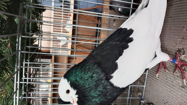 1 foto gołąb