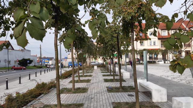 Rynek 100 drzew