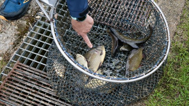 Opolskie stawia na ryby